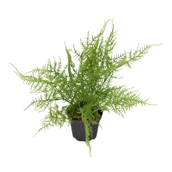 Artificial plant - Fern Slim