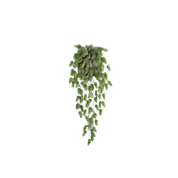 Dekorativna rastlina Hmelj, viseča