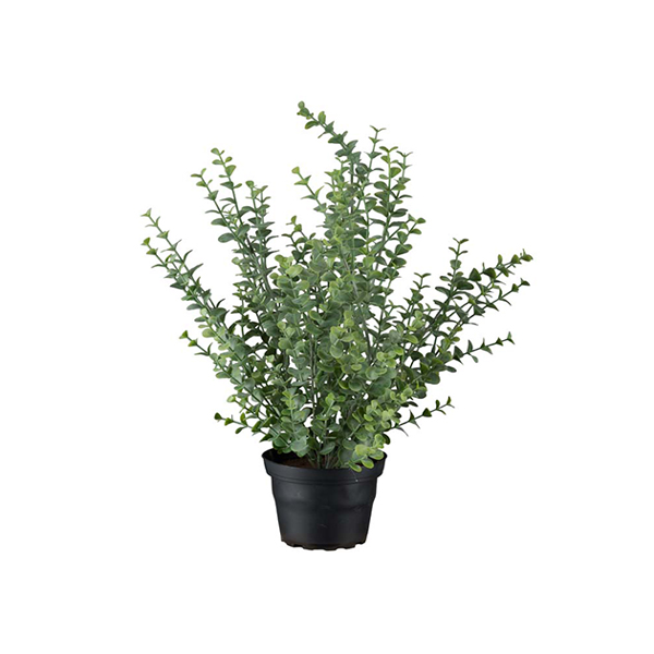 Dekorativna rastlina Evkaliptus