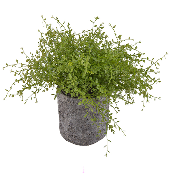 Dekorativna rastlina Fika