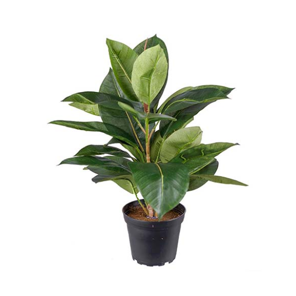 Dekorativna rastlina Fikus