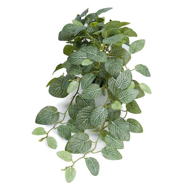 Dekorativna rastlina Fitona, viseča