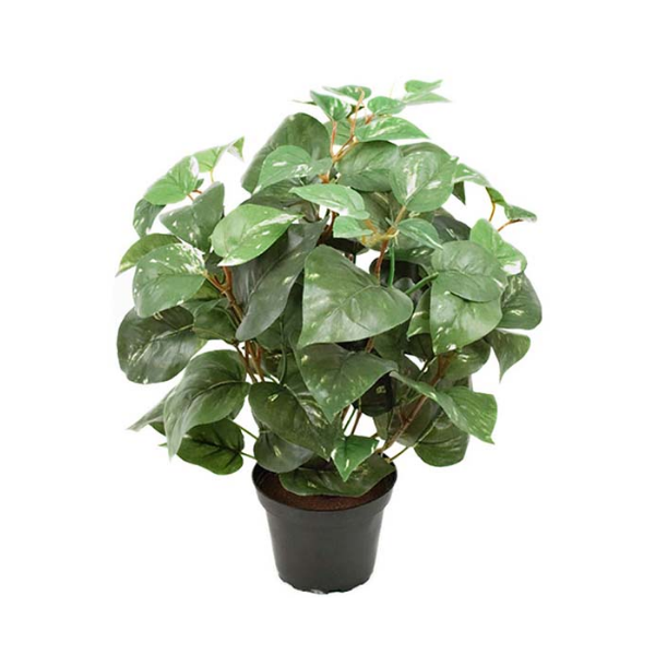 Dekorativna rastlina Potos