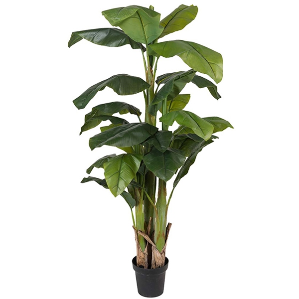 Dekorativna rastlina Bananovec