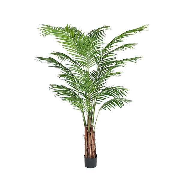 Dekorativna rastlina Palma