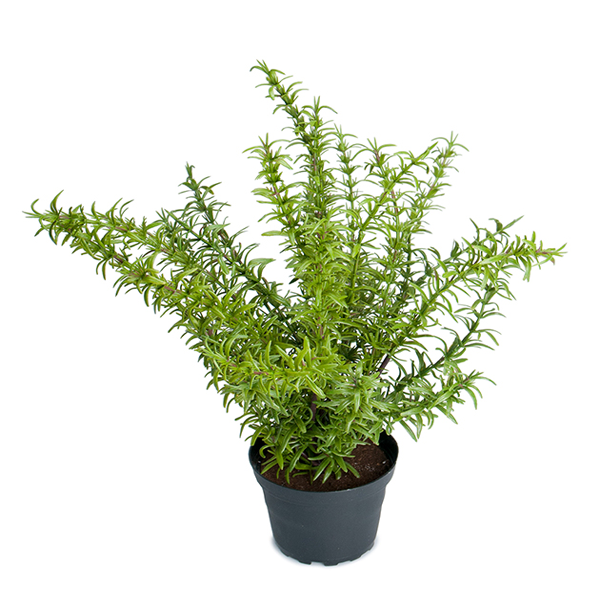 Artificial plant - Rosemary