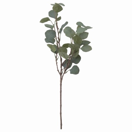 Dekorativna rastlina Evkaliptus